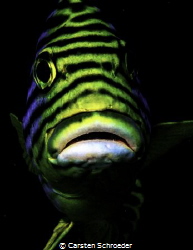 plectorhinchus lineatus by Carsten Schroeder 